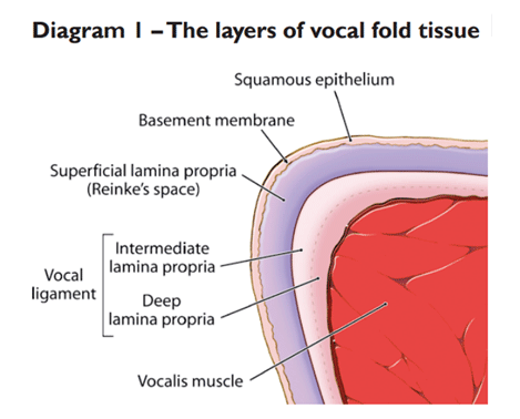 vocal fold layers