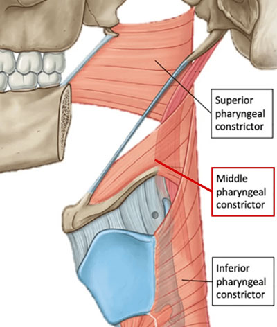 Middle Pharyngeal Constrictor