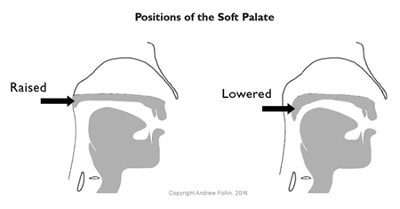 Positions of the soft palate